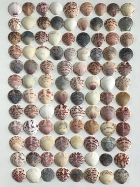100 Seashells Calico Scallop Shells 1” to 1-3/8” Natural Beach Arts Crafts Decor